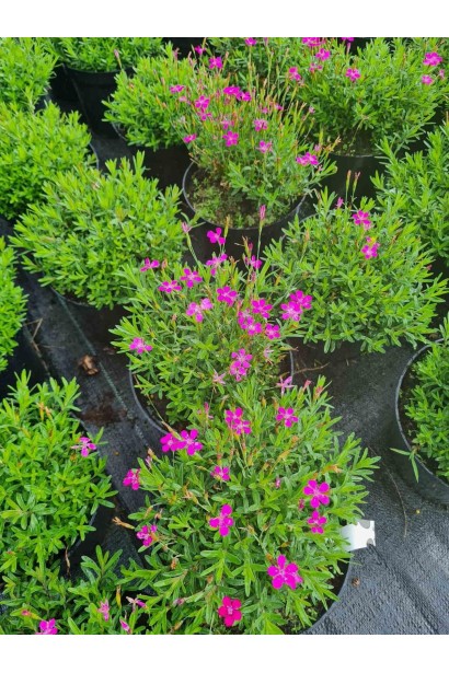 Гвоздика дельтоподібна міртінервіус - 3л/вис.5-10см/Ø20-30